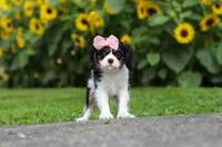 Violet, a female Cavalier King Charles Spaniel for sale in Fredericksburg, OH – 1 of 7