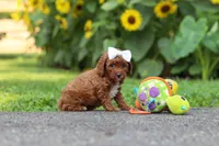 Dolly, a female Poodle - Miniature  for sale in Fredericksburg, OH – 2 of 6