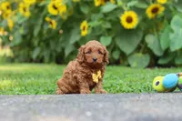Romeo, a male Poodle - Miniature  for sale in Fredericksburg, OH – 2 of 6