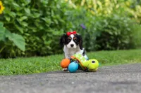 Poppy, a female Cavalier King Charles Spaniel for sale in Fredericksburg, OH – 4 of 9