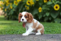Leo, a male Cavalier King Charles Spaniel for sale in Fredericksburg, OH – 3 of 7