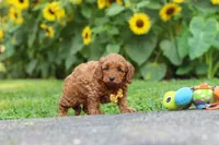 Romeo, a male Poodle - Miniature  for sale in Fredericksburg, OH – 5 of 6