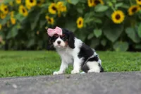 Violet, a female Cavalier King Charles Spaniel for sale in Fredericksburg, OH – 5 of 7