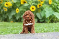 Tommy, a male Poodle - Miniature  for sale in Fredericksburg, OH – 6 of 9