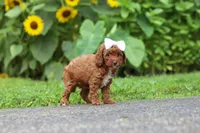 Dolly, a female Poodle - Miniature  for sale in Fredericksburg, OH – 3 of 6