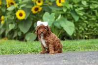 Dolly, a female Poodle - Miniature  for sale in Fredericksburg, OH – 4 of 6
