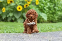 Tommy, a male Poodle - Miniature  for sale in Fredericksburg, OH – 3 of 9