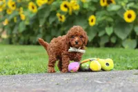 Oscar, a male Poodle - Miniature  for sale in Fredericksburg, OH – 5 of 7