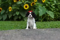 Poppy, a female Cavalier King Charles Spaniel for sale in Fredericksburg, OH – 8 of 9