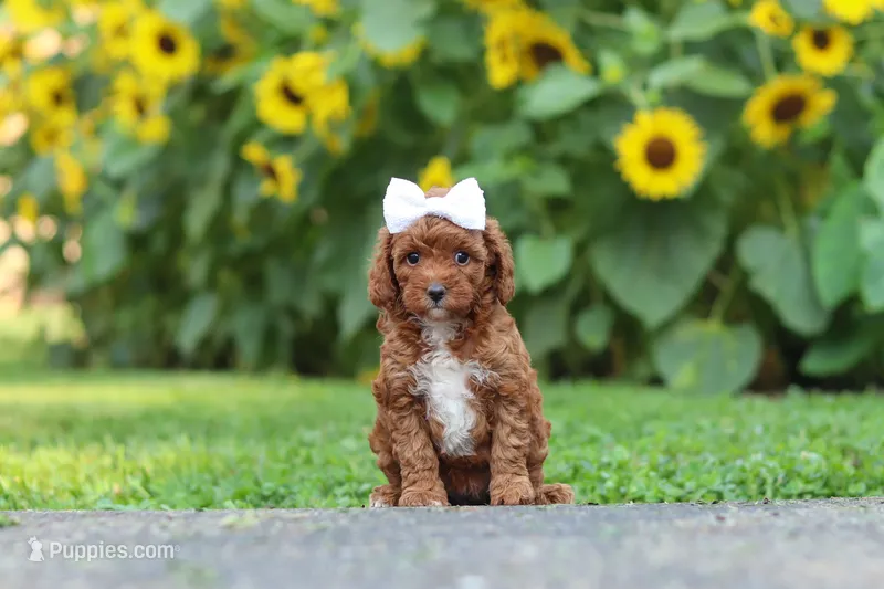 Dolly – Poodle - Miniature  puppy for sale in Fredericksburg, OH