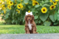 Dolly, a female Poodle - Miniature  for sale in Fredericksburg, OH – 1 of 6