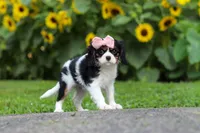Violet, a female Cavalier King Charles Spaniel for sale in Fredericksburg, OH – 3 of 7