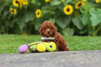 Oscar, a male Poodle - Miniature  for sale in Fredericksburg, OH – 4 of 7