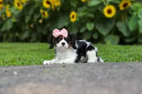 Violet, a female Cavalier King Charles Spaniel for sale in Fredericksburg, OH – 2 of 7