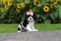 Violet, a female Cavalier King Charles Spaniel for sale in Fredericksburg, OH – 6 of 7