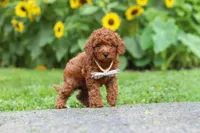 Tommy, a male Poodle - Miniature  for sale in Fredericksburg, OH – 7 of 9