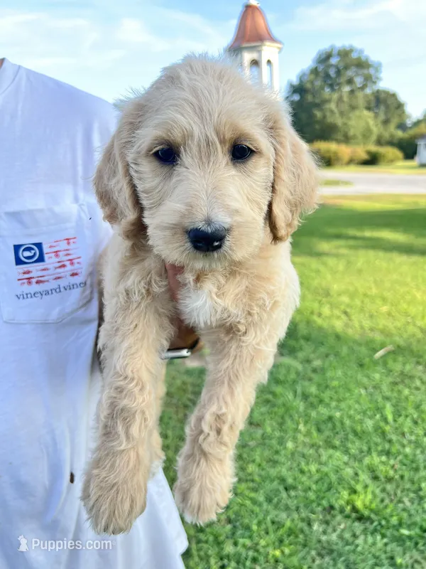 Labradoodle, a female Labradoodle for sale in Rocky Mount, NC – Photo 1 of 3