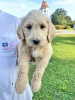 Labradoodle, a female Labradoodle for sale in Rocky Mount, NC – Photo 1 of 3