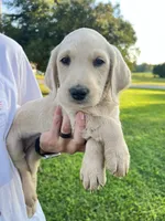 Labradoodle, a female Labradoodle for sale in Rocky Mount, NC – Photo 3 of 3