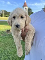 Labradoodle, a female Labradoodle for sale in Rocky Mount, NC – Photo 2 of 3