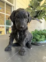 F1B Goldendoodles, a female Goldendoodle and Poodle - Standard  for sale in Rocky Mount, NC – Photo 1 of 2