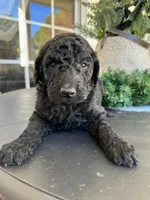 F1B Goldendoodles, a female Goldendoodle and Poodle - Standard  for sale in Rocky Mount, NC – Photo 2 of 2