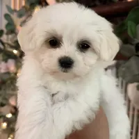 Male Maltese, a male Maltese for sale in Rocky Mount, NC – Photo 2 of 2