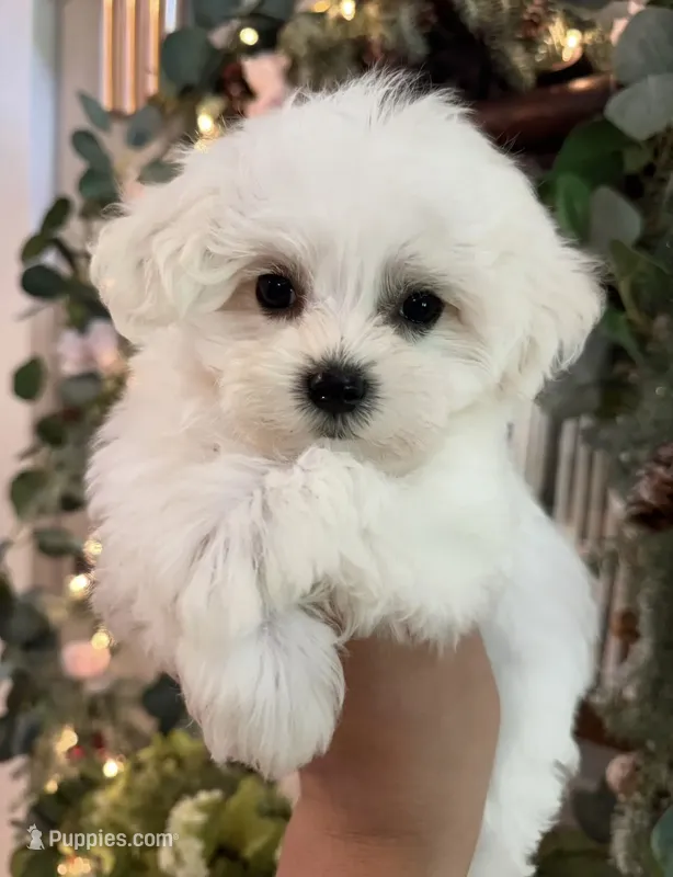 Male Maltese