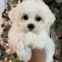 Male Maltese, a male Maltese for sale in Rocky Mount, NC – Photo 1 of 2