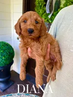 Medium Goldendoodles, a male Miniature Goldendoodle for sale in Rocky Mount, NC – Photo 3 of 5