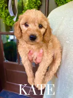 Medium Goldendoodles, a male Miniature Goldendoodle for sale in Rocky Mount, NC – Photo 5 of 5