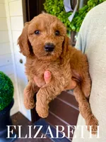 Medium Goldendoodles, a male Miniature Goldendoodle for sale in Rocky Mount, NC – Photo 4 of 5