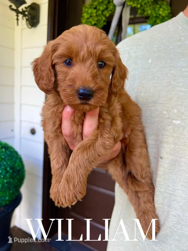 Medium Goldendoodles, a male Miniature Goldendoodle for sale in Rocky Mount, NC – Photo 1 of 5