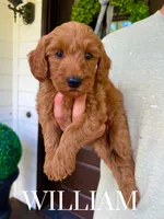 Medium Goldendoodles, a male Miniature Goldendoodle for sale in Rocky Mount, NC – Photo 1 of 5