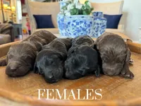 F1b goldendoodle, a  Goldendoodle for sale in Rocky Mount, NC – Photo 2 of 2