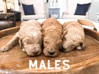 F1b goldendoodle, a  Goldendoodle for sale in Rocky Mount, NC – Photo 1 of 2