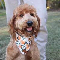F2b Goldendoodles, a male Miniature Goldendoodle for sale in Rocky Mount, NC – Photo 3 of 4