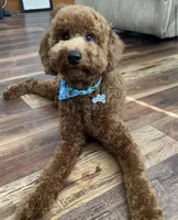 F2b Goldendoodles, a male Miniature Goldendoodle for sale in Rocky Mount, NC – Photo 4 of 4