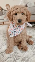F2b Goldendoodles, a male Miniature Goldendoodle for sale in Rocky Mount, NC – Photo 2 of 4
