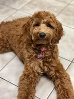 F2b Goldendoodles, a male Miniature Goldendoodle for sale in Rocky Mount, NC – Photo 1 of 4