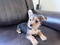 Girl 1, a male Yorkshire Terrier for sale in Olympia, WA – Photo 2 of 2