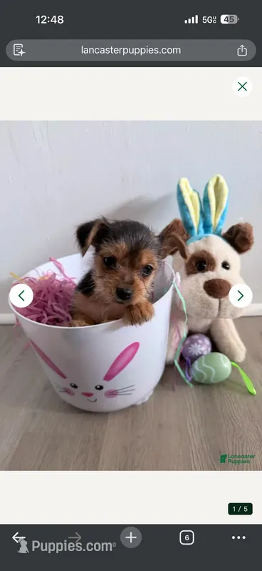 Girl 1 – Yorkshire Terrier puppy for sale in Olympia, WA