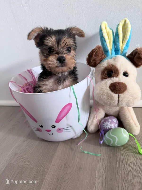 Boy 1 – Yorkshire Terrier puppy for sale in Olympia, WA