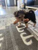 Boy 1, a male Yorkshire Terrier for sale in Olympia, WA – Photo 3 of 3