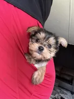 Boy 1, a male Yorkshire Terrier for sale in Olympia, WA – Photo 2 of 3