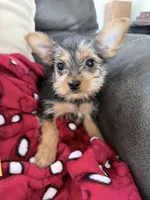 Girl 2, a male Yorkshire Terrier for sale in Olympia, WA – Photo 2 of 2
