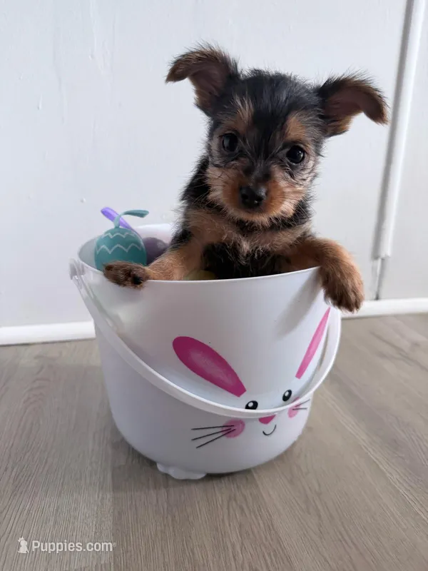 Girl 2 – Yorkshire Terrier puppy for sale in Olympia, WA