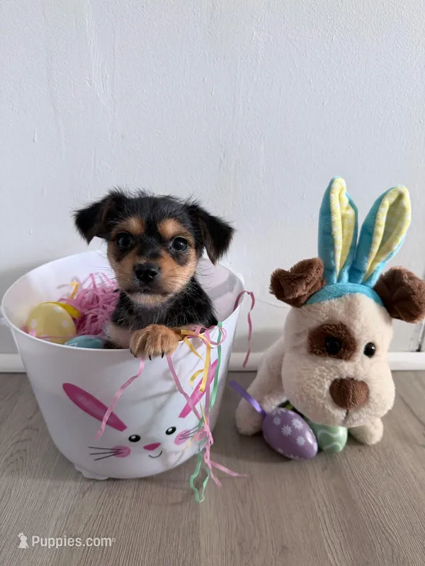 Boy 2 – Yorkshire Terrier puppy for sale in Olympia, WA