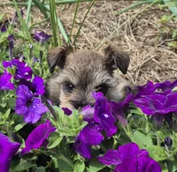Josie, a female Miniature Schnauzer for sale in Judson, IN – 1 of 9