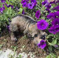 Josie, a female Miniature Schnauzer for sale in Judson, IN – 3 of 9